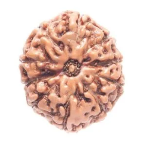 10 Mukhi Nepali Rudraksha For Men & Women