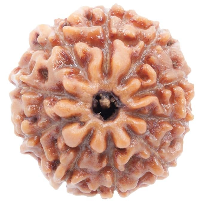 10 Mukhi Nepali Rudraksha For Men & Women - Image 2