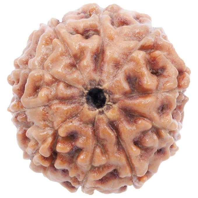 10 Mukhi Nepali Rudraksha For Men & Women - Image 3