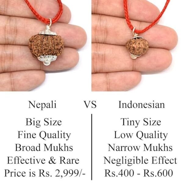 10 Mukhi Nepali Rudraksha Pendant For Men & Women - Image 5