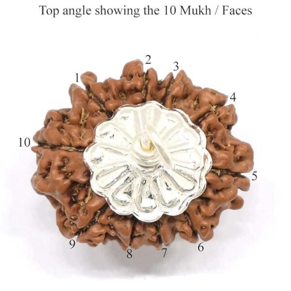 10 Mukhi Nepali Rudraksha Pendant For Men & Women - Image 2