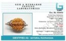 2 Mukhi Napali Rudraksha Pandant  For Man And Woman