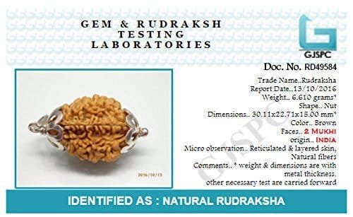 2 Mukhi Napali Rudraksha Pandant  For Man And Woman - Image 4