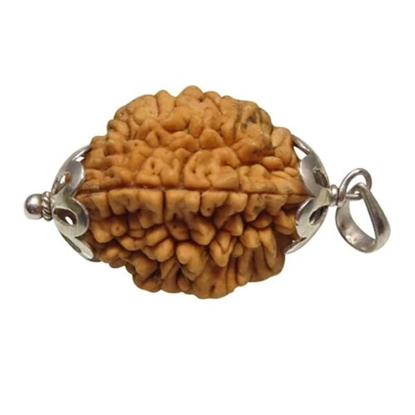 2 Mukhi Napali Rudraksha Pandant  For Man And Woman