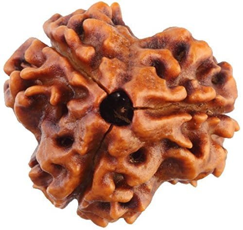 3 Mukhi Nepali Rudraksha For Men & Women