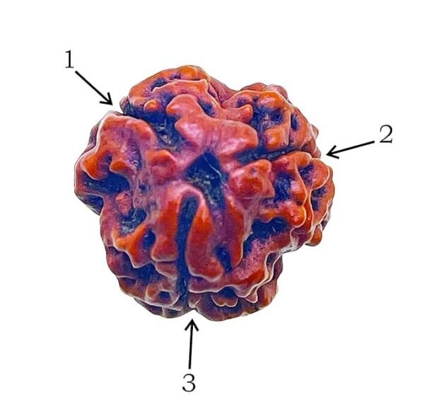 3 Mukhi Nepali Rudraksha For Men & Women - Image 2