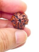 3 Mukhi Nepali Rudraksha For Men & Women