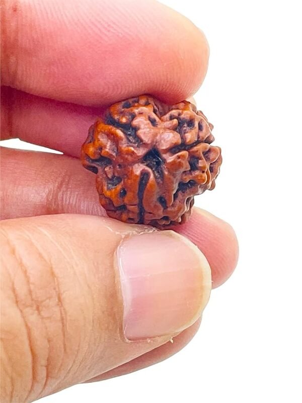 3 Mukhi Nepali Rudraksha For Men & Women - Image 3