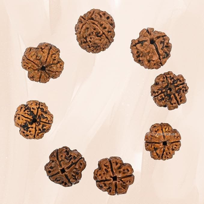 4 Mukhi Nepali Rudraksha For Men & Women - Image 5
