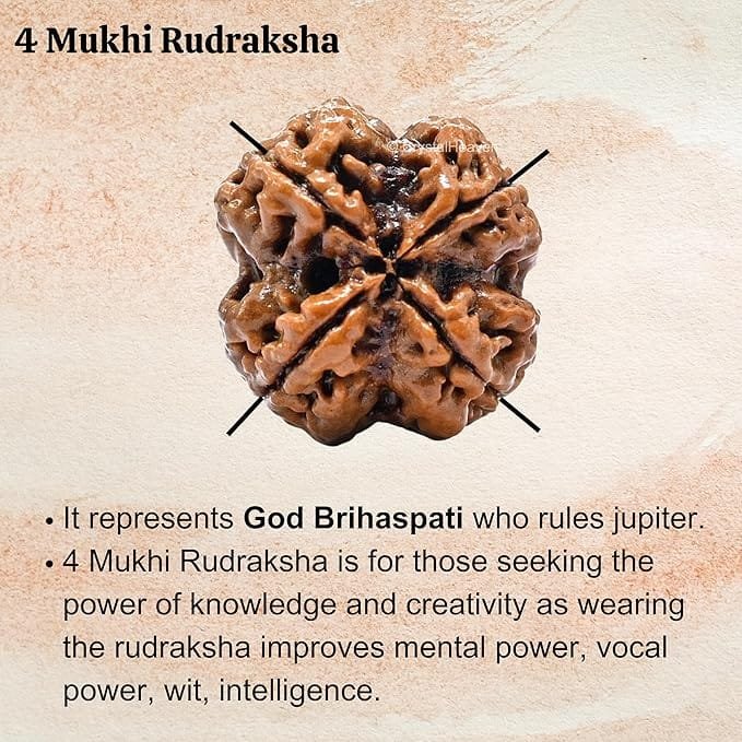 4 Mukhi Nepali Rudraksha For Men & Women - Image 2