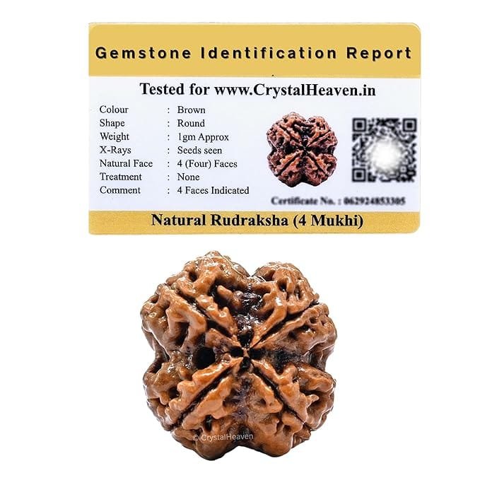 4 Mukhi Nepali Rudraksha For Men & Women - Image 3
