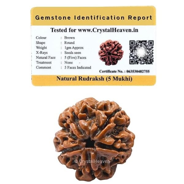 5 Mukhi Nepali Rudraksha For Men & Women - Image 4