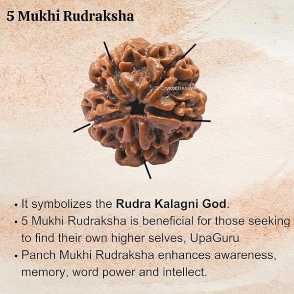 5 Mukhi Nepali Rudraksha For Men & Women - Image 2