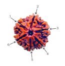 6 Mukhi Nepali Rudraksha For Men & Women
