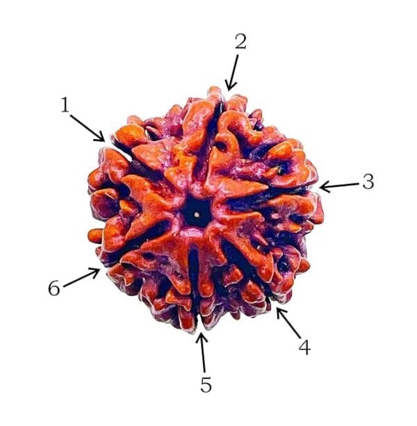 6 Mukhi Nepali Rudraksha For Men & Women - Image 2
