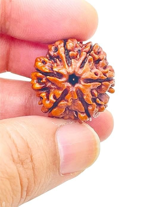 6 Mukhi Nepali Rudraksha For Men & Women - Image 3