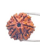 6 Mukhi Nepali Rudraksha For Men & Women