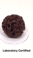 6 Mukhi Nepali Rudraksha For Men & Women