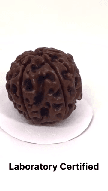 6 Mukhi Nepali Rudraksha For Men & Women - Image 5