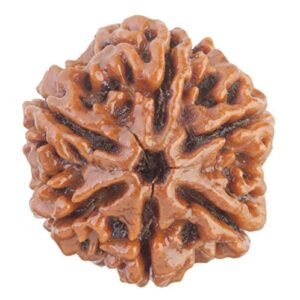 6 Mukhi Nepali Rudraksha For Men & Women