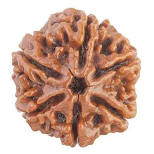 6 Mukhi Nepali Rudraksha For Men & Women