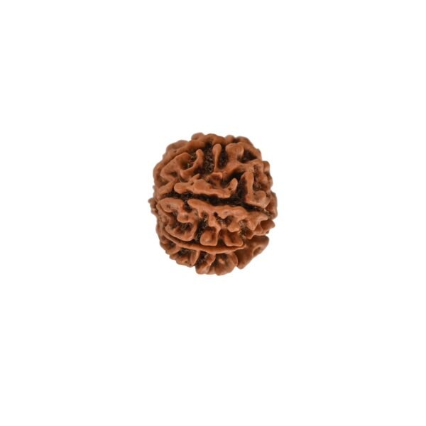 7 Mukhi Nepali Rudraksha For Men & Women - Image 4