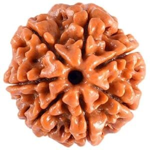 7 Mukhi Nepali Rudraksha For Men & Women
