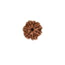 7 Mukhi Nepali Rudraksha For Men & Women