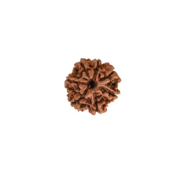 7 Mukhi Nepali Rudraksha For Men & Women - Image 3