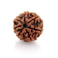 7 Mukhi Nepali Rudraksha For Men & Women - Image 2