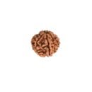 7 Mukhi Nepali Rudraksha For Men & Women