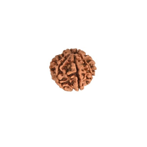 7 Mukhi Nepali Rudraksha For Men & Women - Image 5