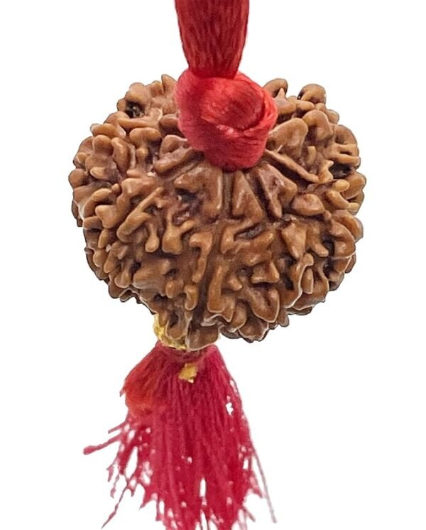 8 Mukhi Nepali Rudraksha For Men & Women - Image 2