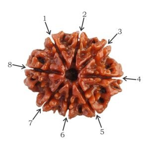 8 Mukhi Nepali Rudraksha For Men & Women