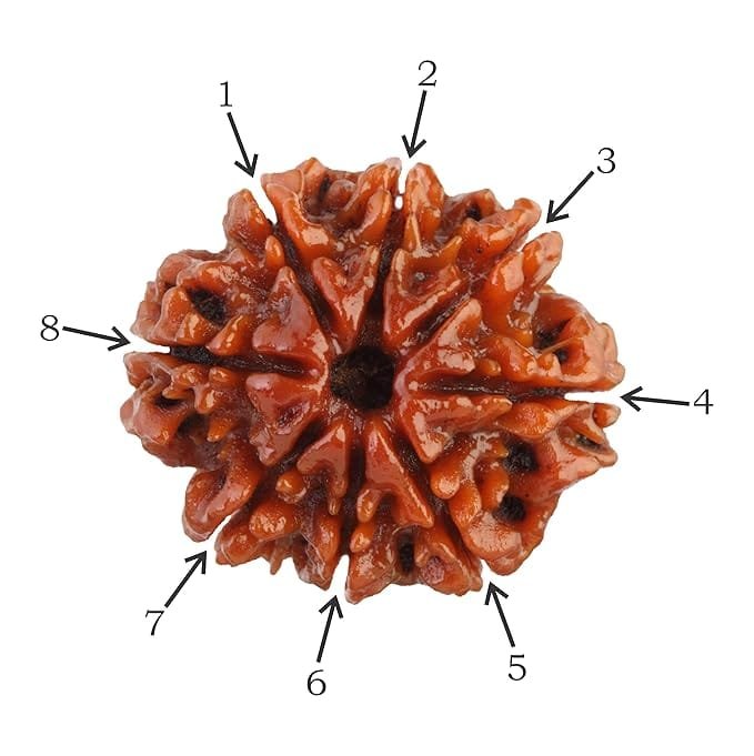 8 Mukhi Nepali Rudraksha For Men & Women