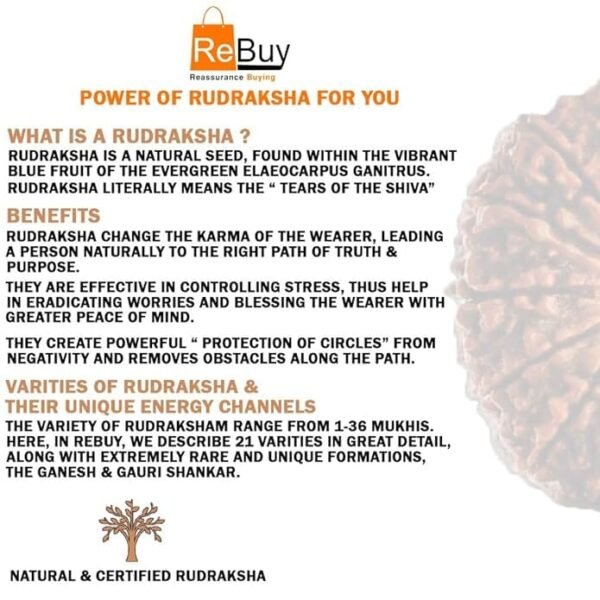 8 Mukhi Napali Rudraksha Pandant For Man And Woman - Image 5