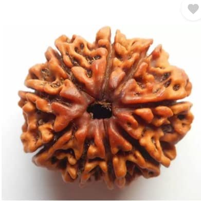 9 Mukhi Nepali Rudraksha For Men & Women - Image 3