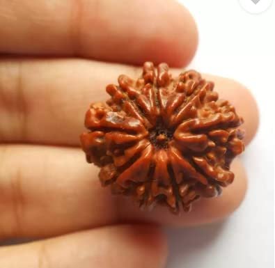 9 Mukhi Nepali Rudraksha For Men & Women - Image 2