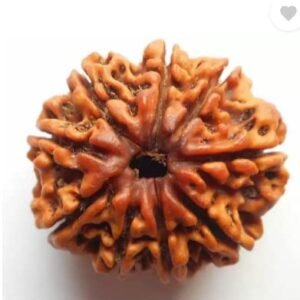 9 Mukhi Nepali Rudraksha For Men & Women